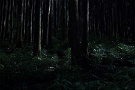 06 月の光に照らされた森では一頭がカメラの前を横切り、森の奥へと消えて行きました。Canon EOS 5D Mark II　Canon EF50mmF1.4 ムービーもどうぞ。草原はやや暗めですが、これが実際に近い明るさです。
