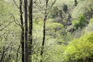 02 俳句の季語では新緑の芽吹いた山を「山笑う」と言います。確かにどことなく長い冬を終え、自由に枝葉を伸ばす山の笑い声が聞こえて来そうです。Canon EOS 5D Mark IV　Canon EF70〜200mmF4