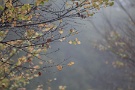 01 先週末から肌寒い天気のぐずついた日が続いています。このような秋の長雨を「秋黴雨（あきついり）」と言いますが、これはこれで風情があります。Canon EOS 5D Mark II　
Canon EF300mm F4