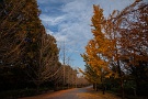 07 わずかに葉を残したイチョウの木を夕陽が印象的に染めていました。Canon EOS 5D Mark II　Canon EF24〜105mmF4