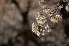 01 秩父の桜は殆ど散ってしまいましたが、今日は先週末に撮影した夕日に輝く桜をお楽しみください。Canon EOS 5D Mark IV　Canon EF300mmF4